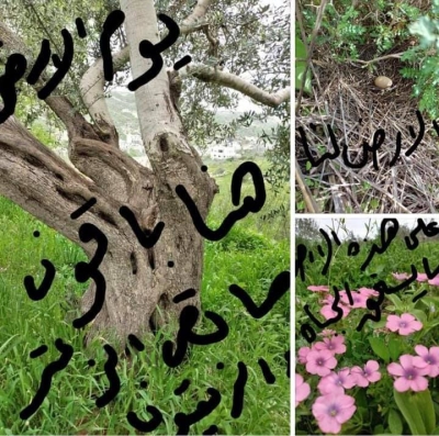 في الذكرى الخمسين ليوم الأرض-نحو حماية النساء الفلسطينيات من جرائم وانتهاكات الاحتلال