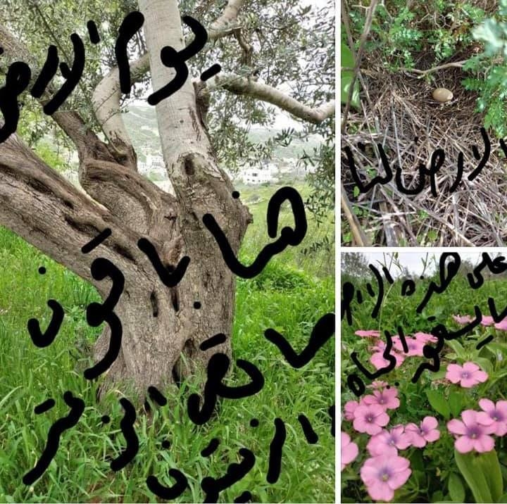 في الذكرى الخمسين ليوم الأرض-نحو حماية النساء الفلسطينيات من جرائم وانتهاكات الاحتلال